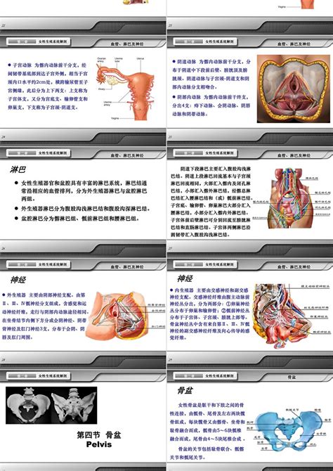 女孩生殖器|解剖学高清图谱 女性生殖系统